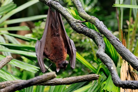 Kalong flying fox (Pteropus vampyrus), adult, resting, in sleeping tree, during the day, Singapore,