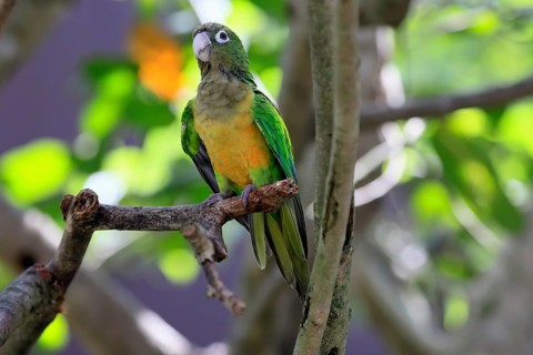 Cactus parakeet (Eupsittula cactorum), adult, on tree, alert, Brazil, South America
