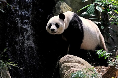 Giant Panda (Ailuropoda melanoleuca), adult, on the ground, alert, China