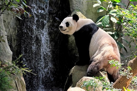 Giant Panda (Ailuropoda melanoleuca), adult, sitting, alert, on rocks, China