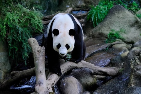 Giant Panda (Ailuropoda melanoleuca), adult, running, alert, China