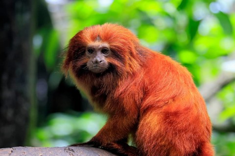 Golden lion tamarin (Leontopithecus rosalia), adult, on tree, alert, Brazil, South America