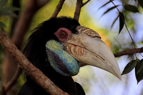 Furze Hornbill (Rhyticeros undulatus), adult, female, portrait, alert, Southeast Asia, Singapore