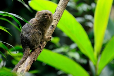 Yellow-bellied marmoset (Cebuella pygmaea), adult, on tree, alert, Amazonas, rainforest, South