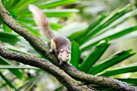 Finlayson's squirrel (Callosciurus finlaysonii), adult, on tree, foraging, Singapore, Southeast