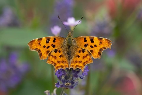 Comma butterfly (Polygonia c-album) adult insect feeding on a garden blue English lavender flowers