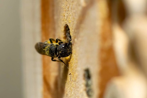 Orange vented mason bee (Osmia leaiana) adult insect at a bee hotel box in summer, England, United