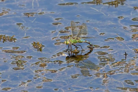 Emperor dragonfly (Anax imperator) adult female insect egg laying or ovipositioning on the water