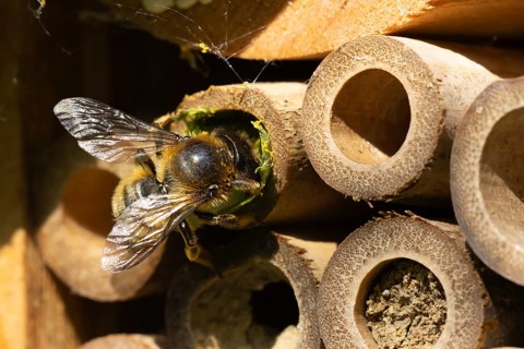 Leaf cutter bee (Megachile centuncularis) adult insect returning to a bee hotel box with leaves in
