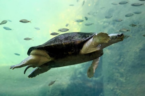 Burmese Roofed Turtle (Batagur trivittata), adult, in water, swimming, Myanmar, Asia, captive