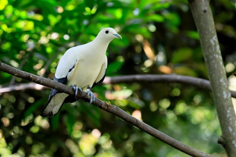 Magpie Fruit Dove (Ducula luctuosa), adult, alert, on tree, Southeast Asia, Singapore