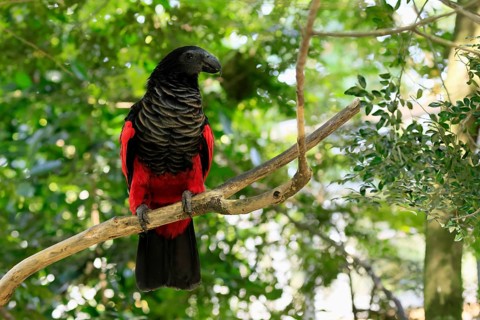 Bristle-headed Parrot (Psittrichas fulgidus), adult, on tree, spreading, wings, New Guinea,