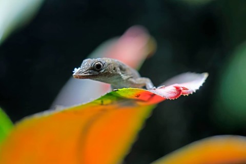 Graham's Anolis (Anolis grahami), Jamaican turquoise anole, adult, on leaf, Jamaica, Caribbean,