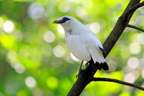 Bali mynah (Leucopsar rothschildi), Bali mynah, adult, on tree, alert, Bali, Singapore