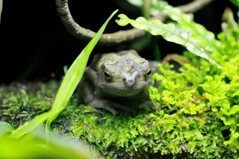 Tree toad (Rentapia hosii), adult, portrait, on land, Malay Peninsula, Southeast Asia, Singapore