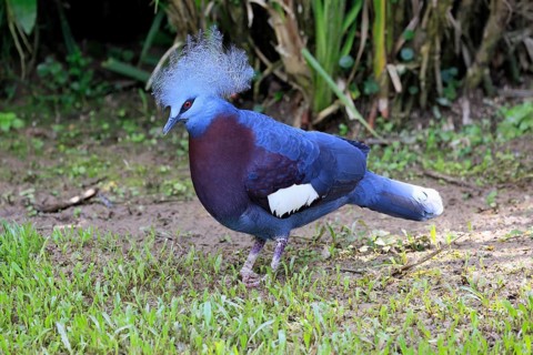 Blue-crested Crowned Pigeon (Goura cristata), adult, on the ground, foraging, alert, Indonesia,