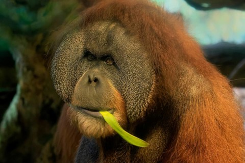 Borneo Orang Utan (Pan Paniscus), adult, male, portrait, feeding, endangered species, Borneo,