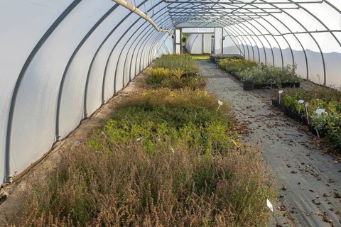 Plants growing inside polytunnel, Swann's nursery garden centre, Bromeswell, Woodbridge, Suffolk,
