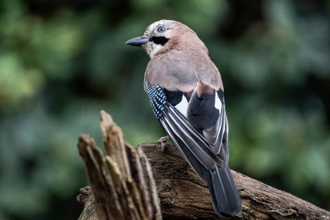 Eurasian jay (Garrulus glandarius), Emsland, Lower Saxony, Germany
