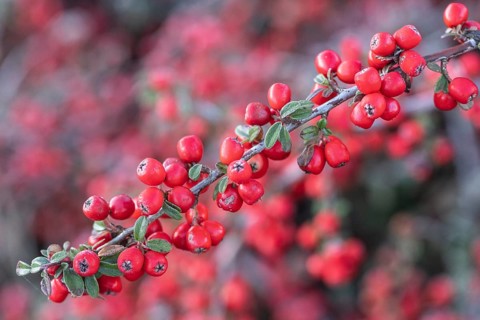 Fan-shaped cotoneaster (Cotoneaster horizontalis), Emsland, Lower Saxony, Germany