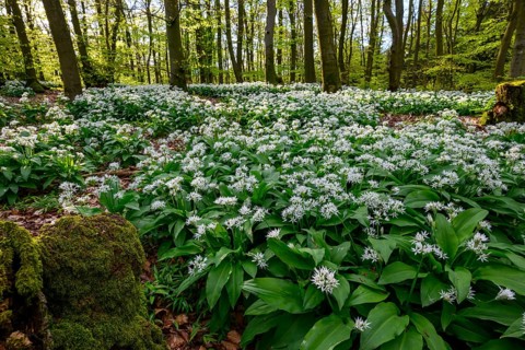 Wild garlic blossom (Allium ursinum) on the forest floor in a beech forest (Fagus sylvatica) in the