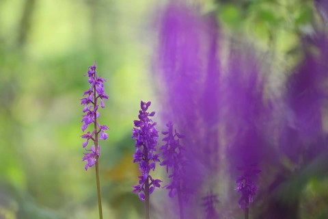 Early purple orchid (Orchis mascula), Osnabrücker Land, Lower Saxony, Germany