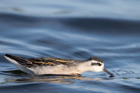 A freshly moulted Odin's chicken (Phalaropus lobatus) swims in the water and chases hatching