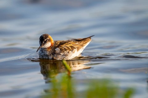 An Odin's chicken (Phalaropus lobatus) swimming in the water, in a quiet natural environment,