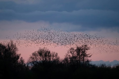A flock of starlings (Sturnus vulgaris) flies over the silhouetted trees at sunset against a