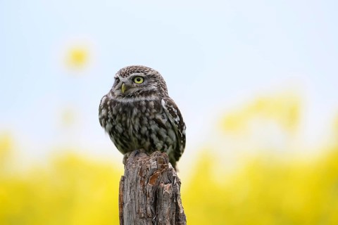 Little owl (Athene noctua) sitting upright and focussed on a branch in front of a light background