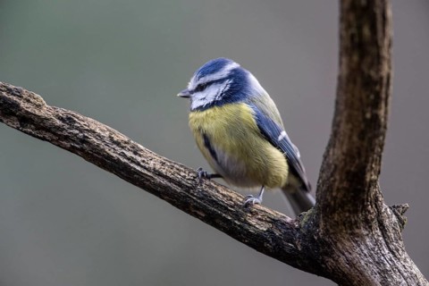 Blue tit (Parus caerulea), Emsland, Lower Saxony, Germany
