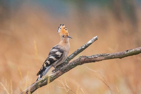 Hoopoe (Upupa epopa) Hungary