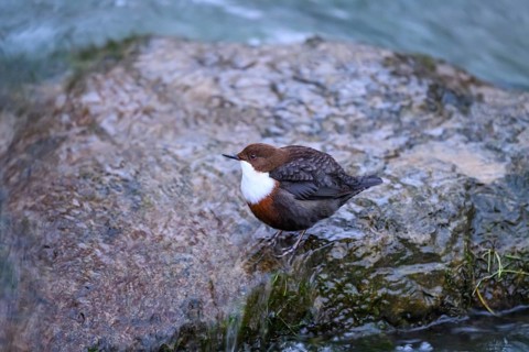 A dipper (Cinclus cinclus) sits relaxed on a rock at the edge of a river, surrounded by calm water,