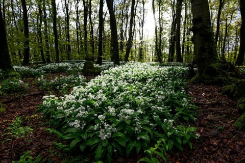 Wild garlic blossom (Allium ursinum) on the forest floor in a beech forest (Fagus sylvatica) in the
