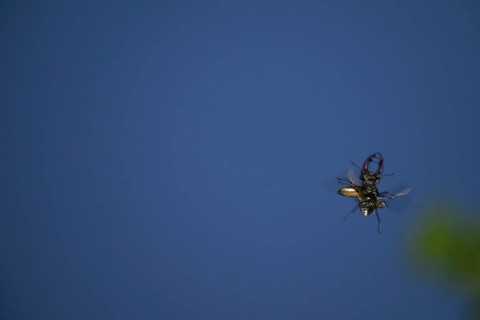 Close-up of a flying stag beetle (Lucanus cervus) with recognisable wings in front of a blue sky,