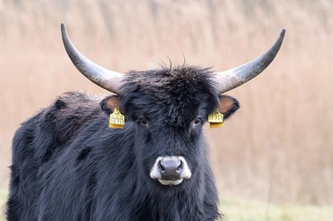 Heck cow of rebred aurochs with large horns standing on a pasture, distinctive ear tags, damme,