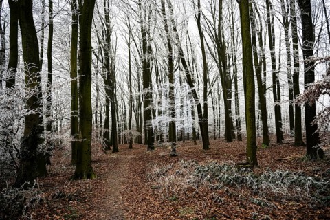 Snow-covered beech forest (Fagus sylvatica) on the Hermannsweg, Terra Vita nature park Park, Dissen