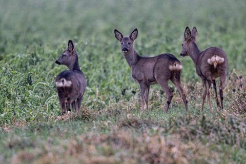Roe deer (Capreolus capreolus), Emsland, Lower Saxony, Germany