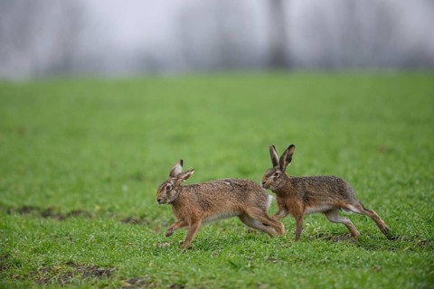 Two brown hares (Lepus europaeus) run across a green meadow. A male hare drives a female hare. The
