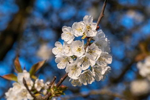 Close-up of the branches of a cherry tree (Prunus avium) with white blossoms during fruit tree