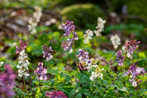 Hollow larkspur (Corydalis cava) with white and purple flowers in atmospheric light in a forest in