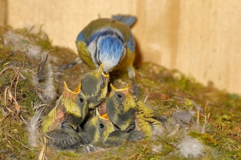 Blue tit (Cyanistes caeruleus) feeding the young in the nest, Wilnsdorf, North Rhine-Westphalia,