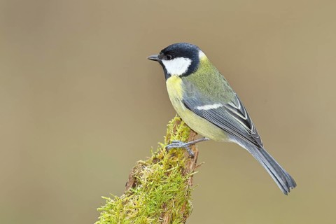 Great tit (Parus major), sitting on a moss-covered tree root, Wilnsdorf, North Rhine-Westphalia,
