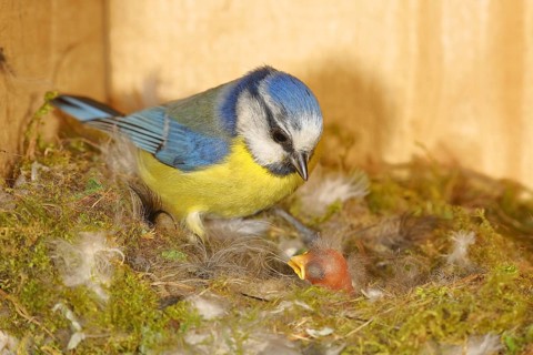 Blue tit (Cyanistes caeruleus) feeding the young in the nest, Wilnsdorf, North Rhine-Westphalia,