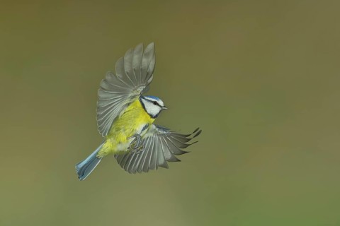 Blue tit (Parus caeruleus) in flight, flight photo, high speed flight photo Wilnsdorf, North