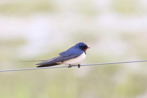 Barn Swallow (Hirundo rustica) sitting on a pasture fence, wildlife, animals, birds, swallows,