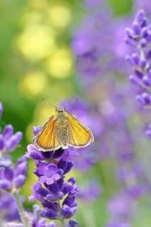 Large skipper (Ochlodes venatus), collecting nectar from a flower of Common lavender (Lavandula