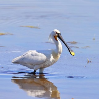 Spoonbill (Platalea leucorodia), adult bird striding through shallow water, adult bird in