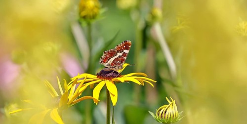Land carder (Araschnia levana), summer generation, closed wings, underside of wings, on a flower of