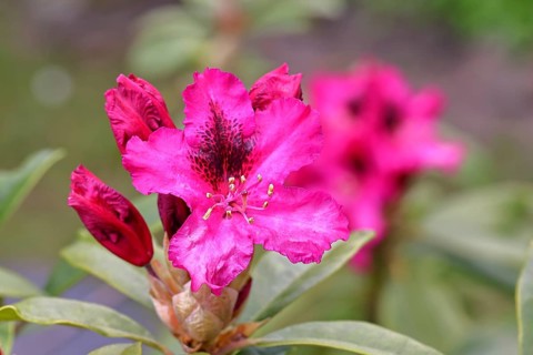 Rhododendron flowers (Rhododendron Homer), red flowers, in a garden, Wilnsdorf, North